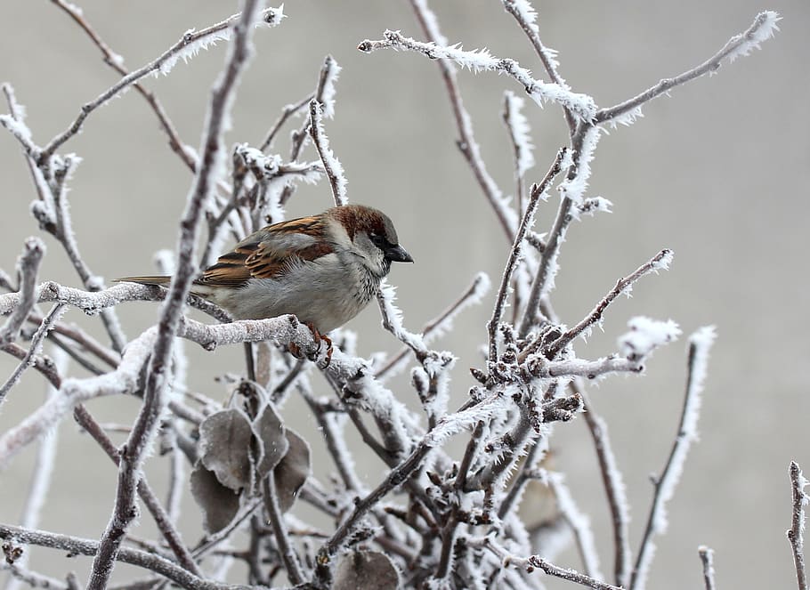 sparrow, frozen, winter, birds, casey, tree, bird, branch, vertebrate, animal themes