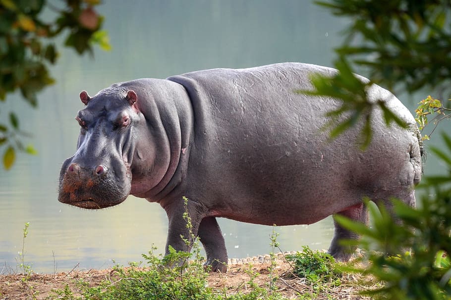 Bullyland 63617 Nilpferdjunges Nilpferd Hippopotamus == Animal World Wildlife