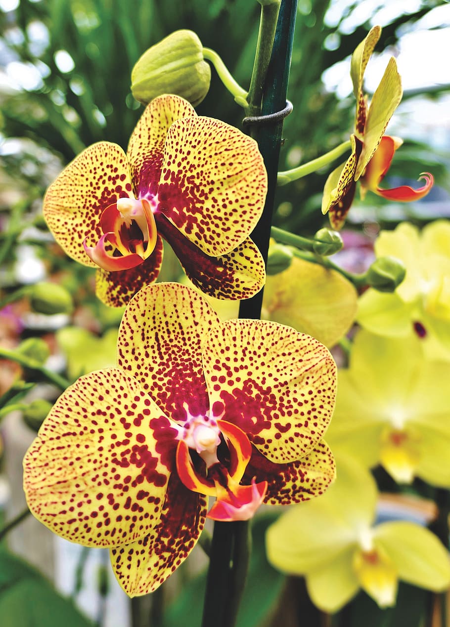 orchids, orchid flower, blossom, bloom, flower, plant, nature, exotic, tropical, flowering plant