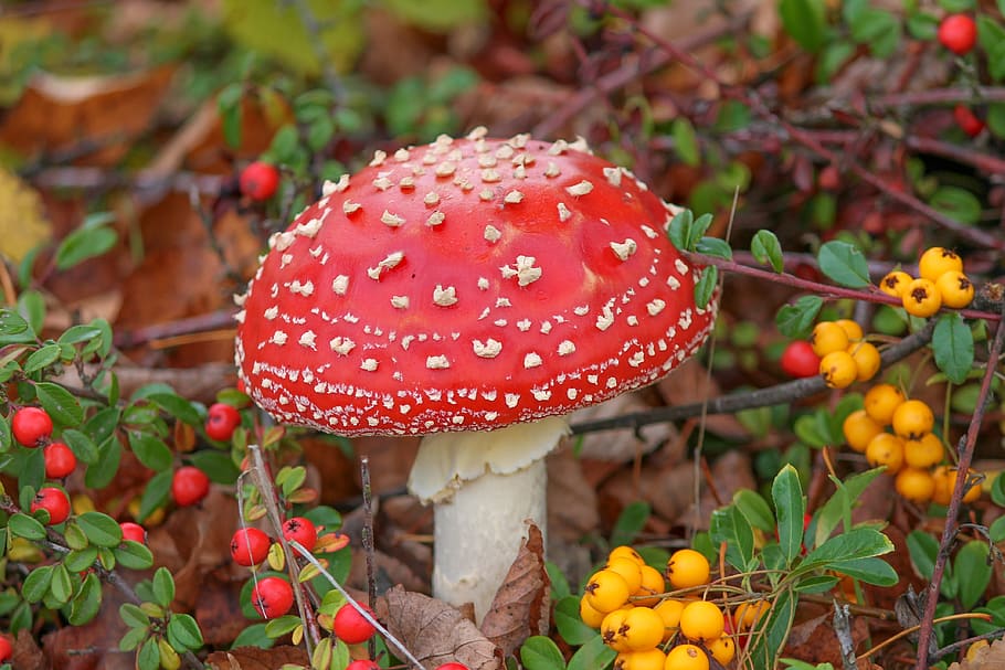 fly agaric, amanita muscaria, toxic, nature, forest, autumn, red, mushroom, flake, spotted