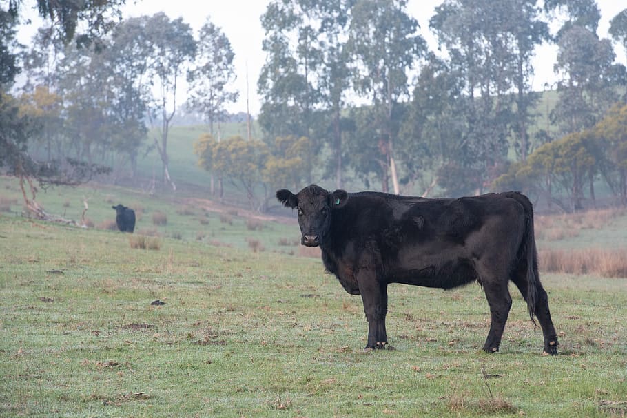 cow, black, angus, livestock, agriculture, pasture, beef, farm, rural, mammal