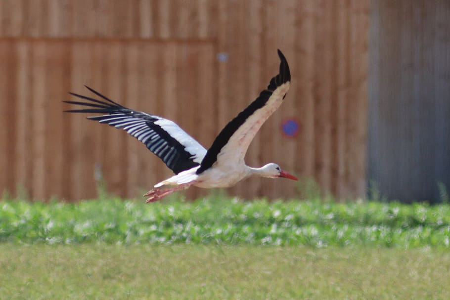 stork, flying, rattle stork, elegant, white stork, feather, plumage, birds, bill, bird