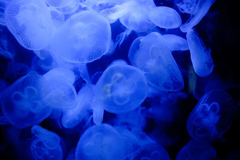 biru, alam, bawah air, hewan, ubur-ubur, tema hewan, hewan di alam liar, laut, air, invertebrata
