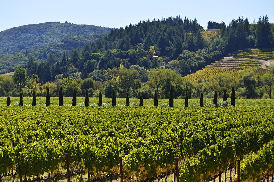 landscape, hill, nature, agriculture, wine, vineyard, winery, sonoma county, sonoma, plant