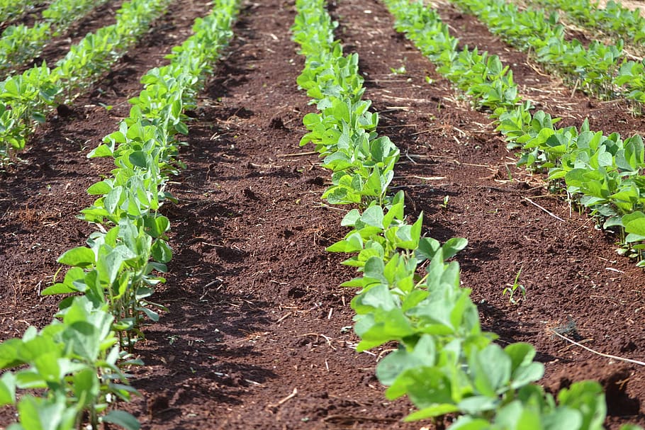 soybeans, plantation, agriculture, green, cultures, crop, fields, grains, brazil, leaves