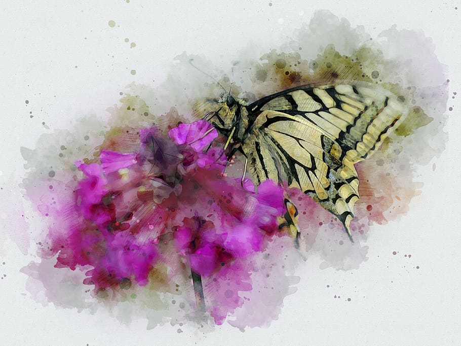 butterfly, insect, nature, flower, summer, dovetail, garden, pink, digital painting, digital creation