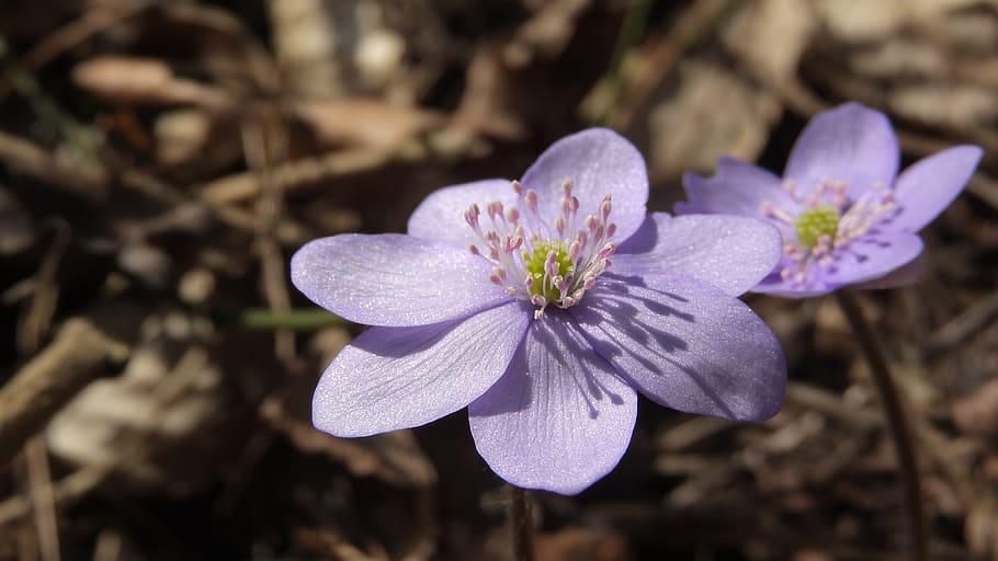 hepatica nobilis, podléška, flores de primavera, flores de color púrpura, hepática, podléšky, floración, viene la primavera, signos de primavera, anémona hepatica