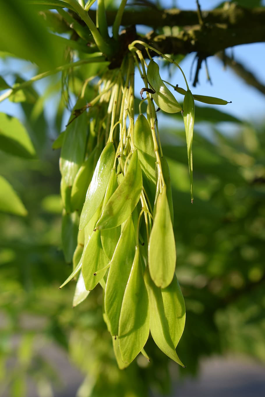 ash, seeds, tree, plant, growth, green color, close-up, beauty in nature, focus on foreground, nature