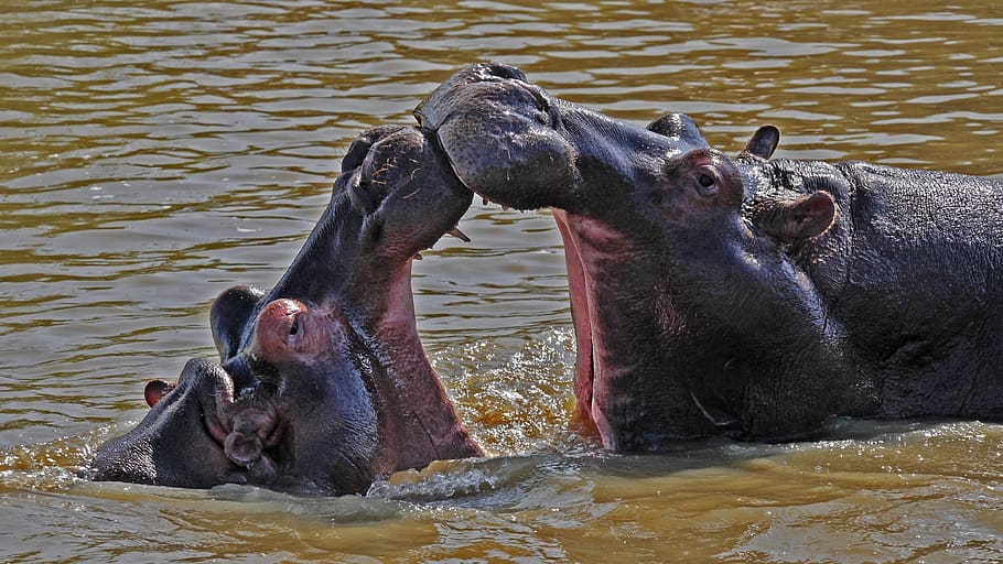 hipopótamo, jogar, selvagem, mundo animal, temas animais, agua, animal, animais selvagens, animais em estado selvagem, grupo de animais