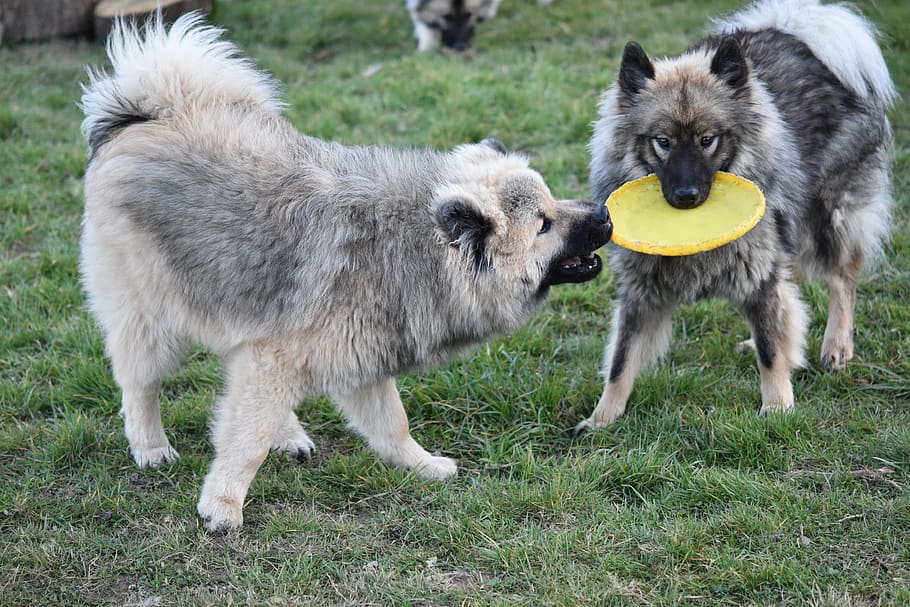 dogs, dogs eurasier, dogs play frisbee, eurasier, doggies, animal, animals, young dogs, mammal, animal themes