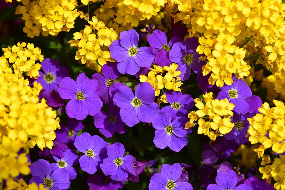 flowers, mats flower purple and yellow, flowers of massive, flower decorative, plants, botany, spring-flowering, beautiful flowers, pretty flowers, flowers of bocage