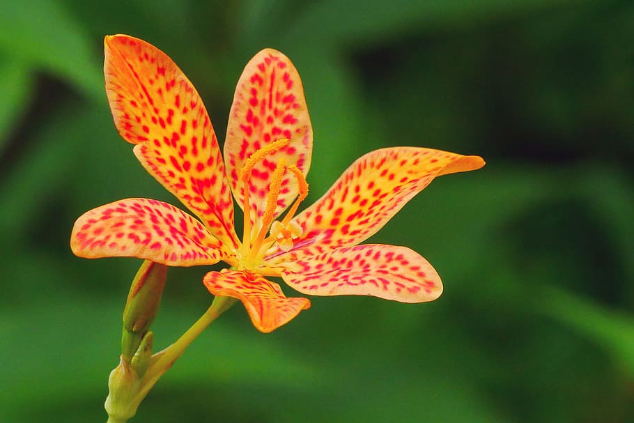closeup, flower, green, background, ornamental, plant iris domestica, commonly, known, leopard lily, blackberry lily