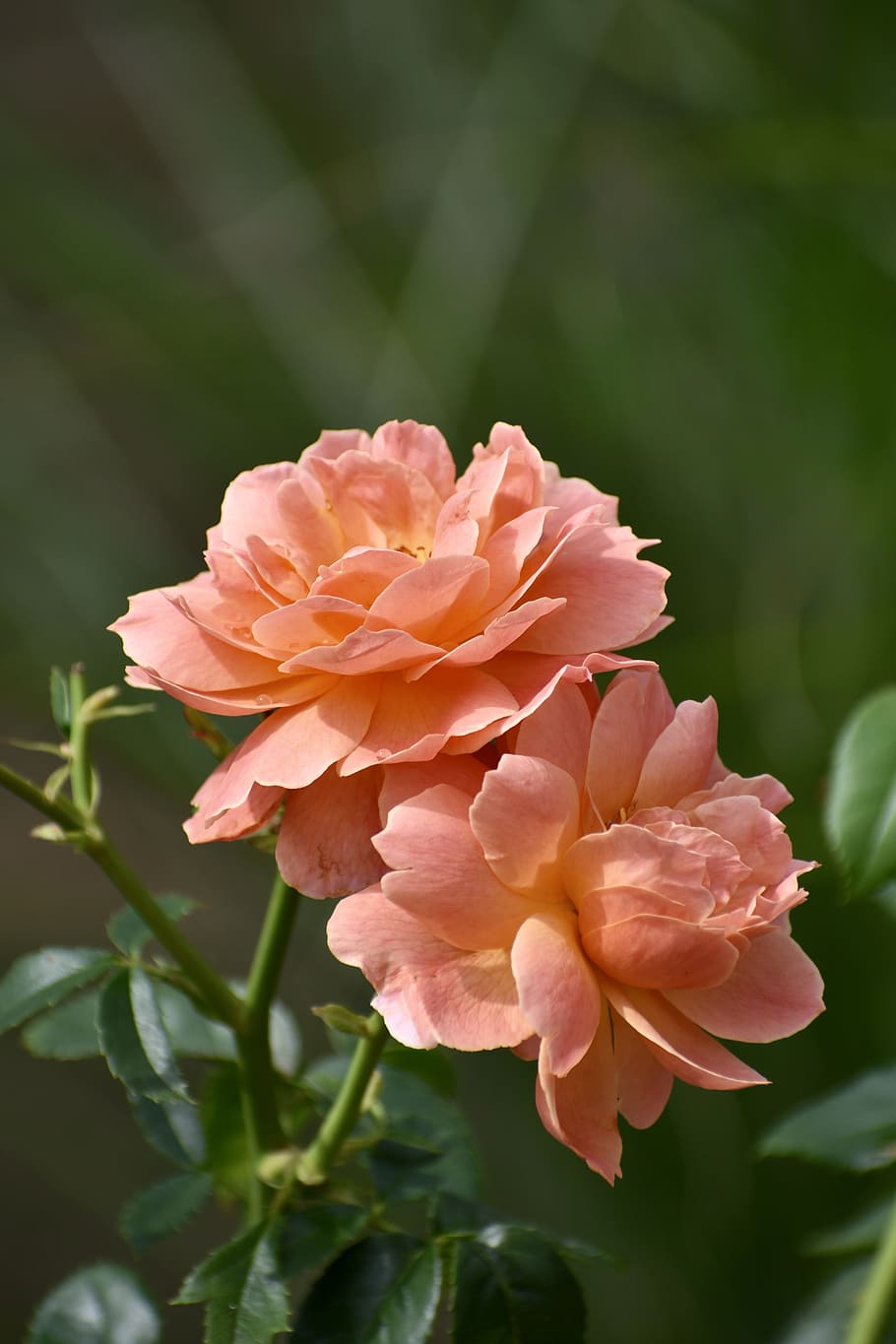 роза, персик, цветок, сад, природа, цвести, лето, оранжевый, розовый, цветочный