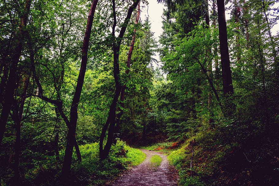 forest, path, nature, day, green, tree, trees, overcast, dark, mysterious