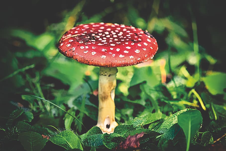 matryoshka, amanita muscaria, mushroom, hat, red, signal red, flake, white, velum flakes, autumn
