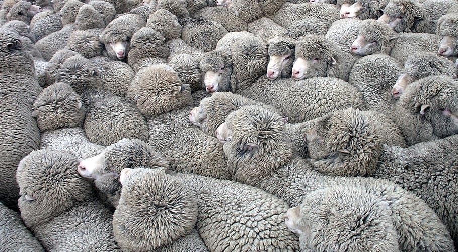 sheep, herd, flock, agriculture, wool, mammal, group, livestock, rural, farm