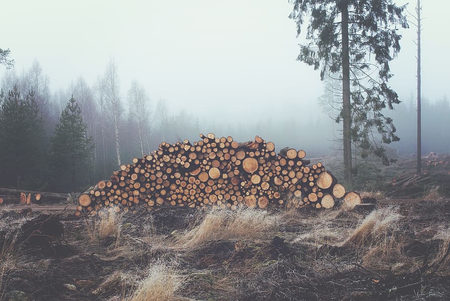 brown, fog, forest, gray, trees, winter, wood, tree, timber, log