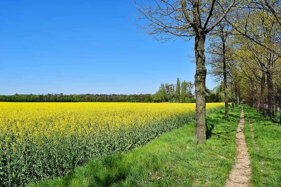 field, oilseed rape, yellow, landscape, spring, nature, agriculture, field of rapeseeds, blossom, bloom