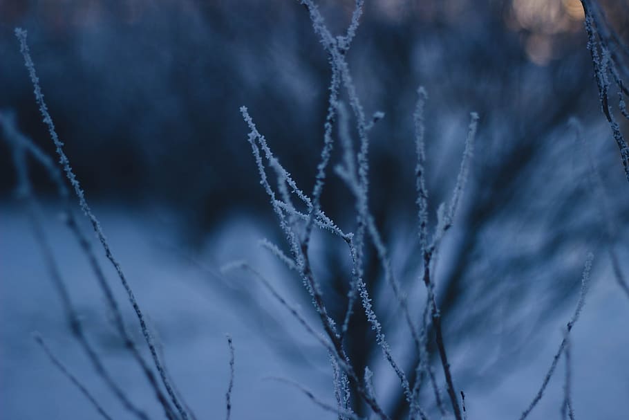 trees, branches, winter, cold, snow, nature, outdoors, cold temperature, plant, frozen