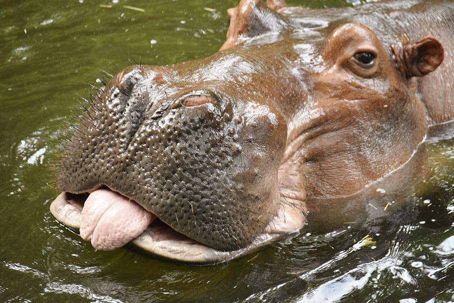 hippo with tongue stuck out, hippopotamus, hippo, water, animal themes, animal, animal wildlife, animal body part, one animal, mammal