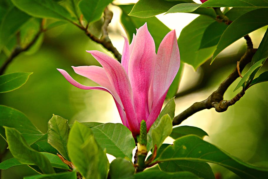 Magnolia, árbol, rama, hoja, follaje, primavera, pétalo, Flor, planta floreciente, planta
