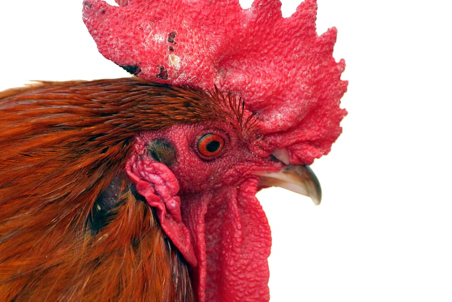 cock, white background, head, bird, beak, crest, eye, feathered race, closeup, profile