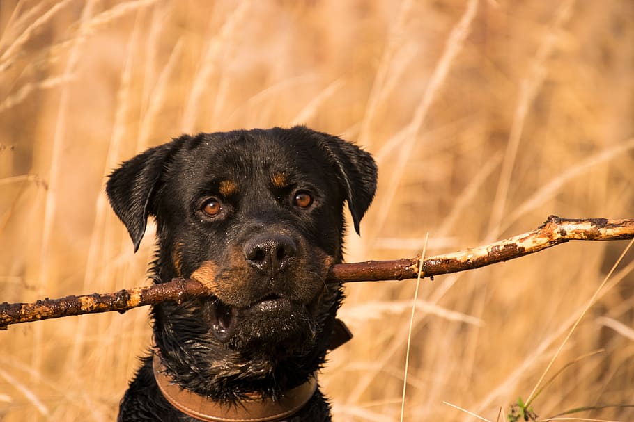 animal, mammal, dog, grass, cute, rottweiler, play, canine, one animal, pets