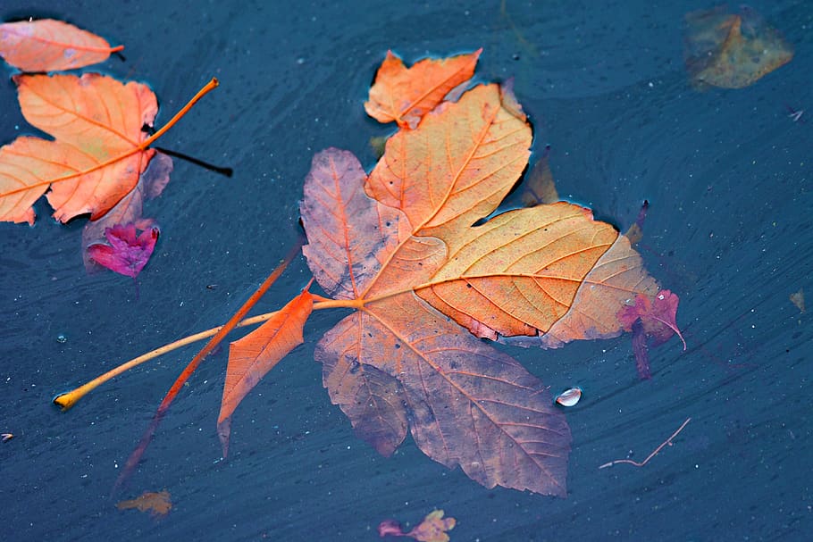 autumn leaf, vein, water, floating, leaves, fallen, translucent, autumn, plant part, leaf