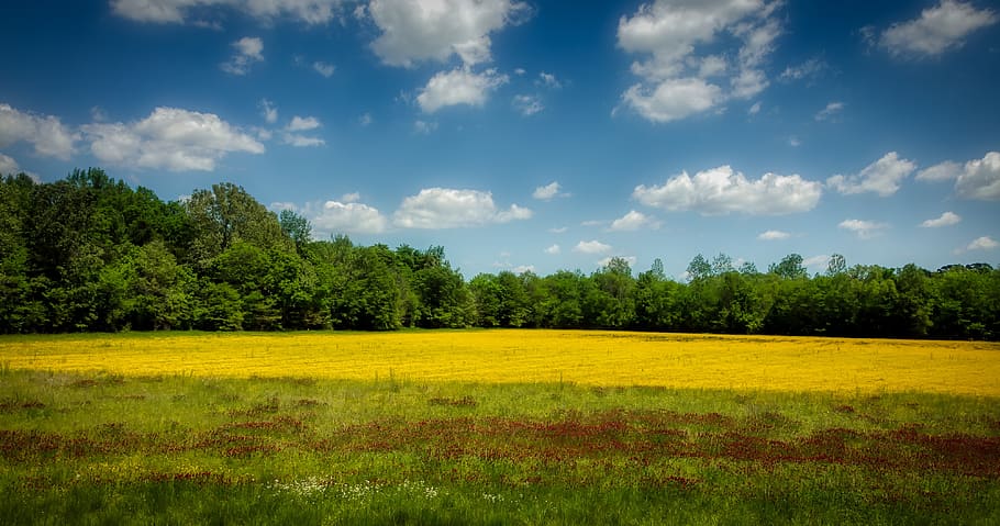 mississippi, america, clover, rapeseed, meadow, field, landscape, forest, woods, trees