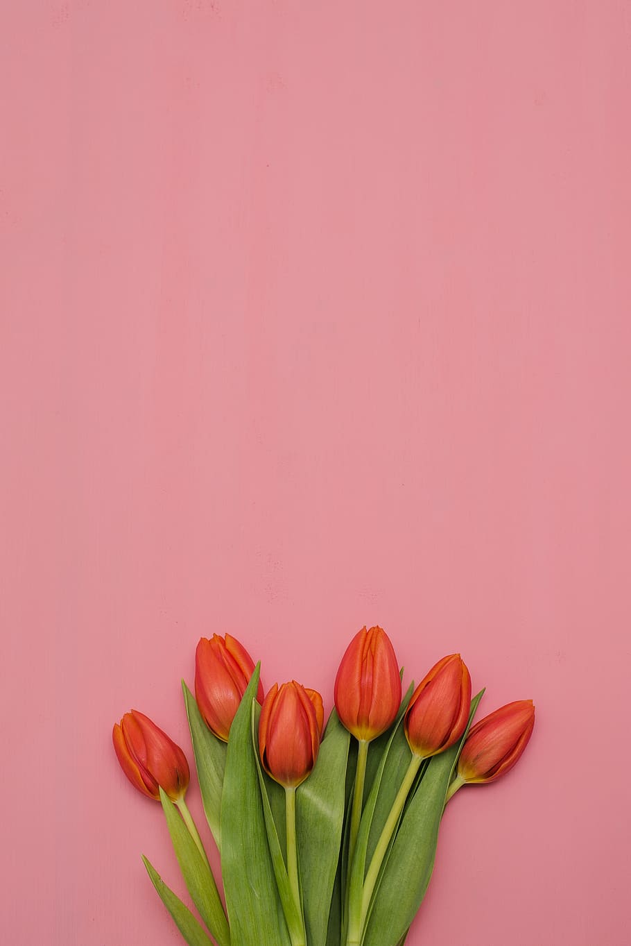 flor, naturaleza, tulipán, plantas de hoja, planta, color, vivo, floral, pascua, hermosa