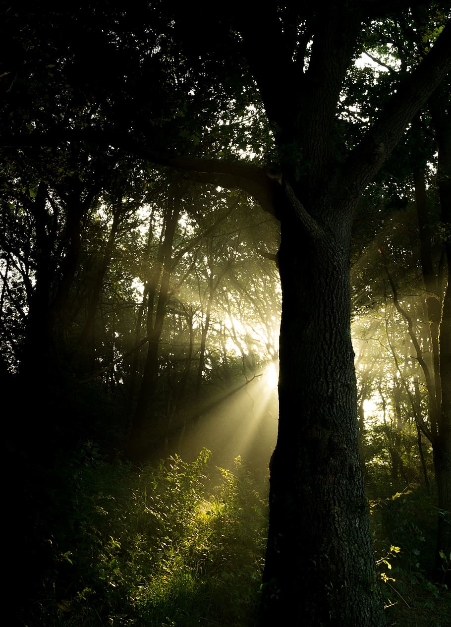 sunbeams, forest, woods, nature, trees, tree, plant, tree trunk, trunk, land