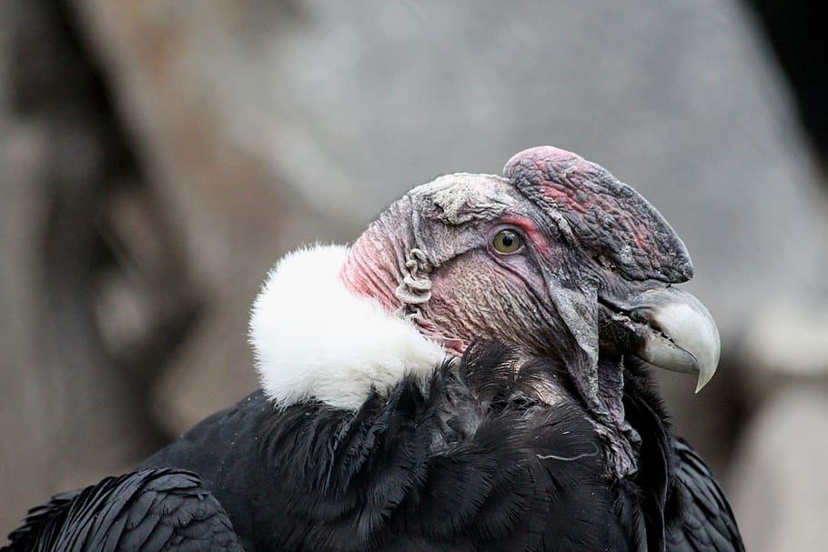 vulture, condor, bird of prey, bird, vultur gryphus, the andean condor, scavenger, feathered race, portrait, profile