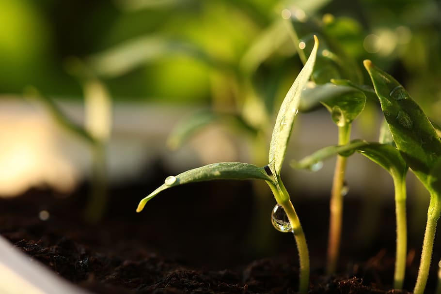 germinar, semillas, plantas, verde, suelo, germinación, crecer, primavera, crecimiento, planta