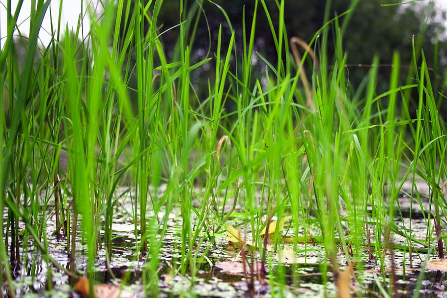 bog, nature, outdoors, plant, swamp, grass, water, growth, green color, lake