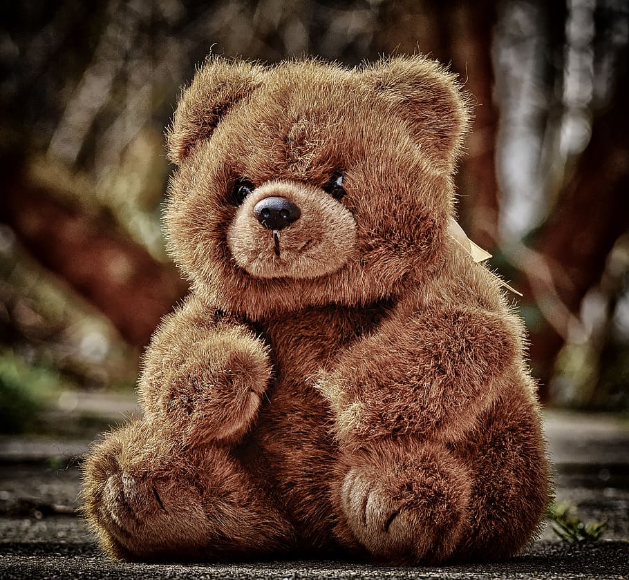 teddy, cute, soft toy, teddy bear, plush, stuffed animal, sweet, bear, toys, bears
