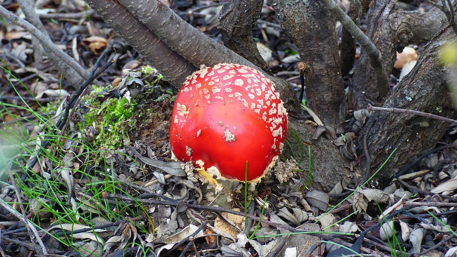 mushroom, amanita, muscaria, autumn, toxic, spotted, poison, fungus, forest, red