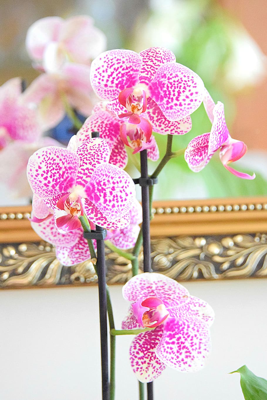 Phalaenopsis, orquídea, orquídeas, patrón, puntos, bienestar, estilo de vida, luxus, lujoso, flor