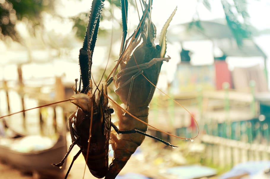 lobsters #2, fish, fishing, food, nature, sea, focus on foreground, close-up, day, plant