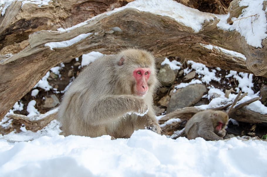 mono de nieve, macaco japonés, japón, invierno, vida silvestre, primate, nieve, parque de monos de nieve jigokudani, temperatura fría, animales salvajes