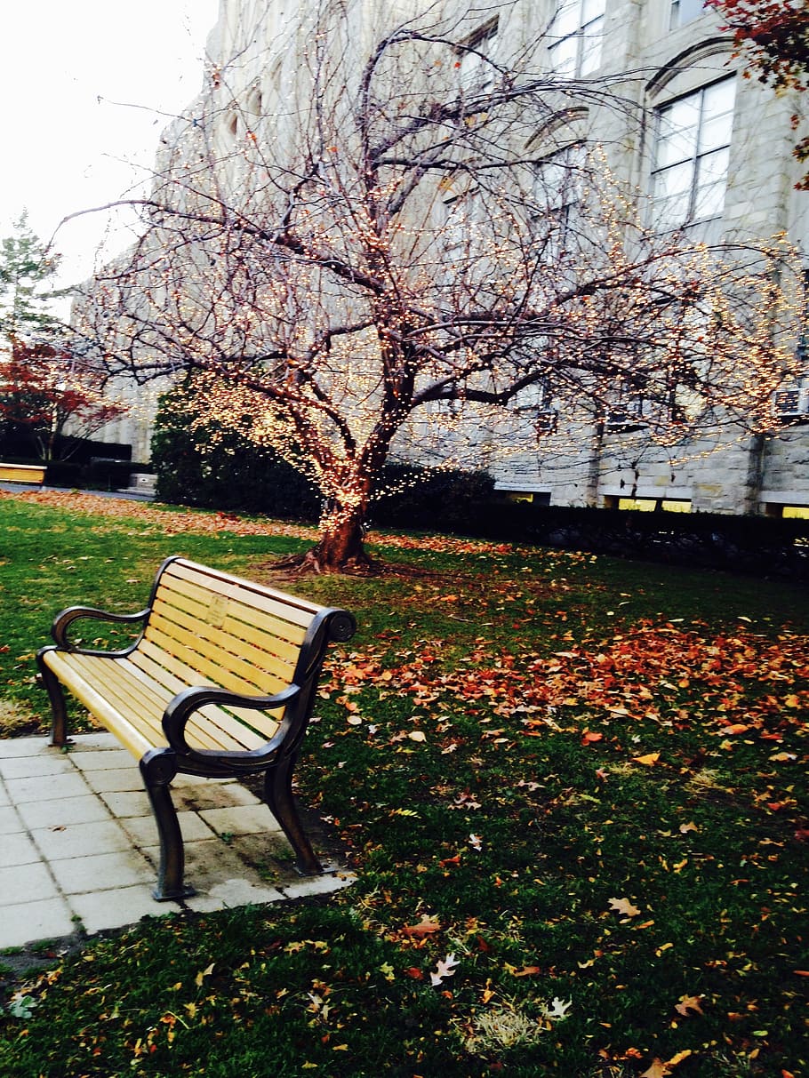 скамейка, дерево, сад, падать, лист, парк, время года, сиденье, природа, пейзаж