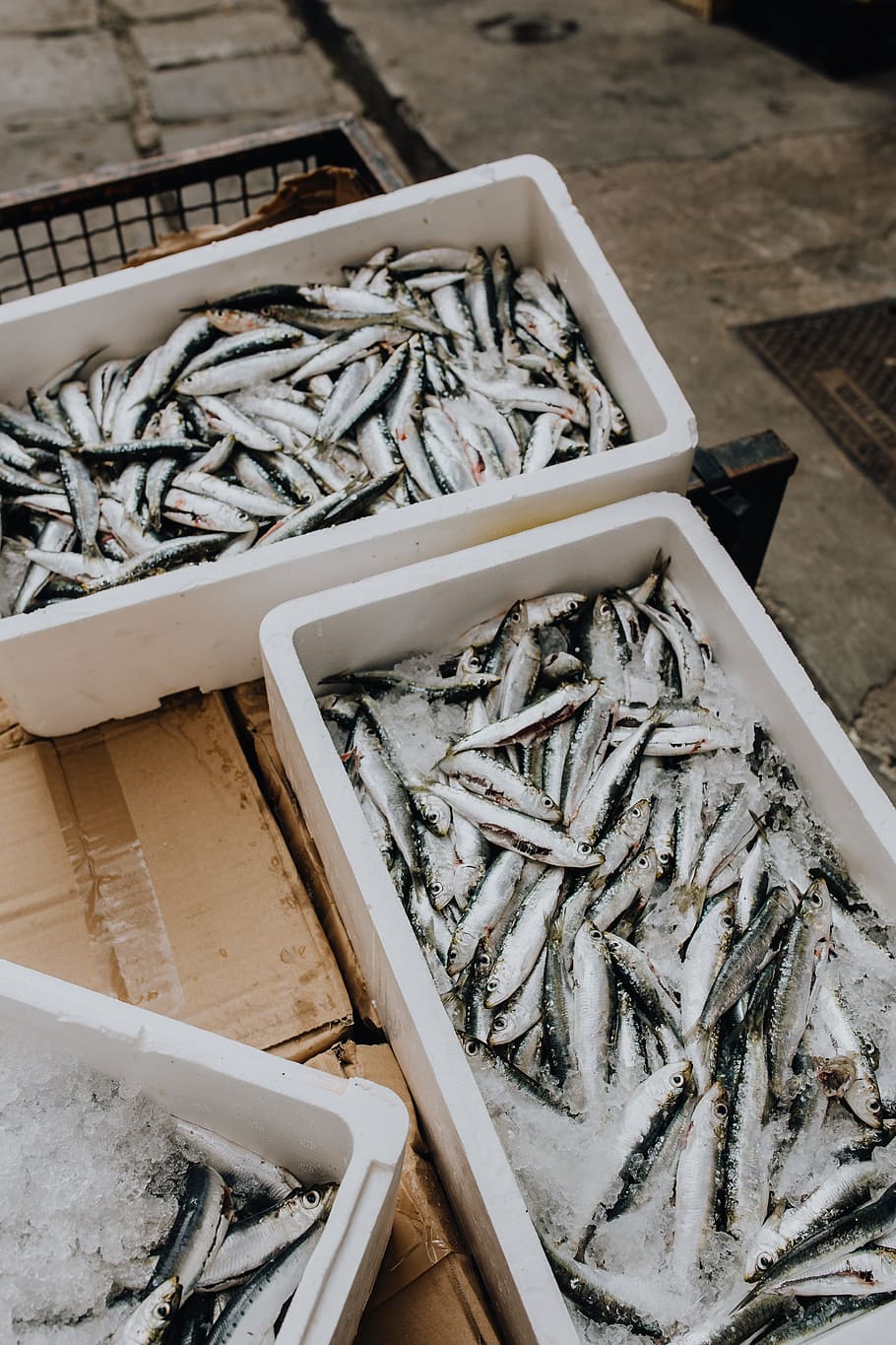 Fresh Catch Fish Styrofoam Containers Fish On Ice Fishing Harbor 