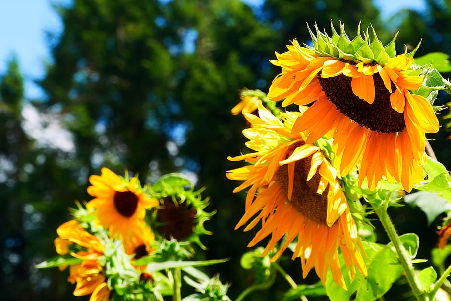 bunga raksasa, tahunan, bunga matahari, berbunga, taman., helianthus, bunga matahari umum, bunga asli, tanaman semusim, tahunan tinggi