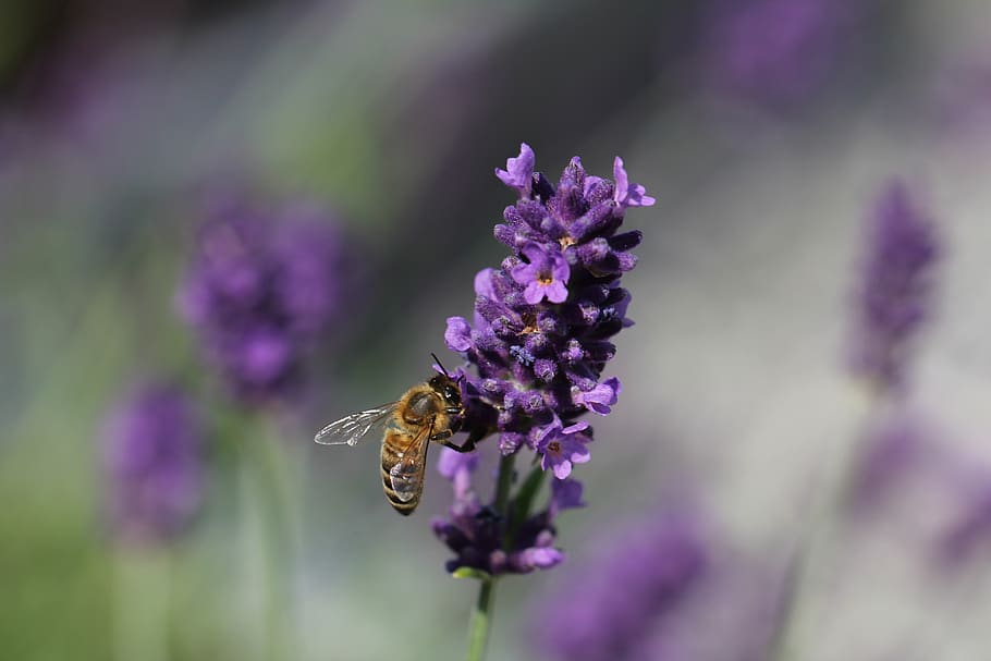 lavender, bee, nature, insect, garden, purple, lavender flowers, summer, aroma, lavandula