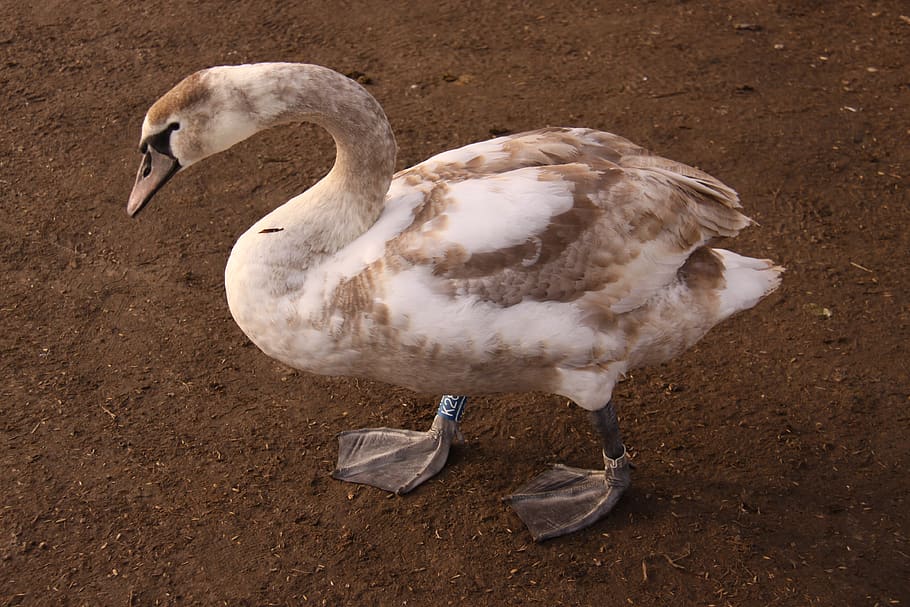 swan young, bird, natural, kystfugl, creature, poultry, seabird, feet, speckled, young