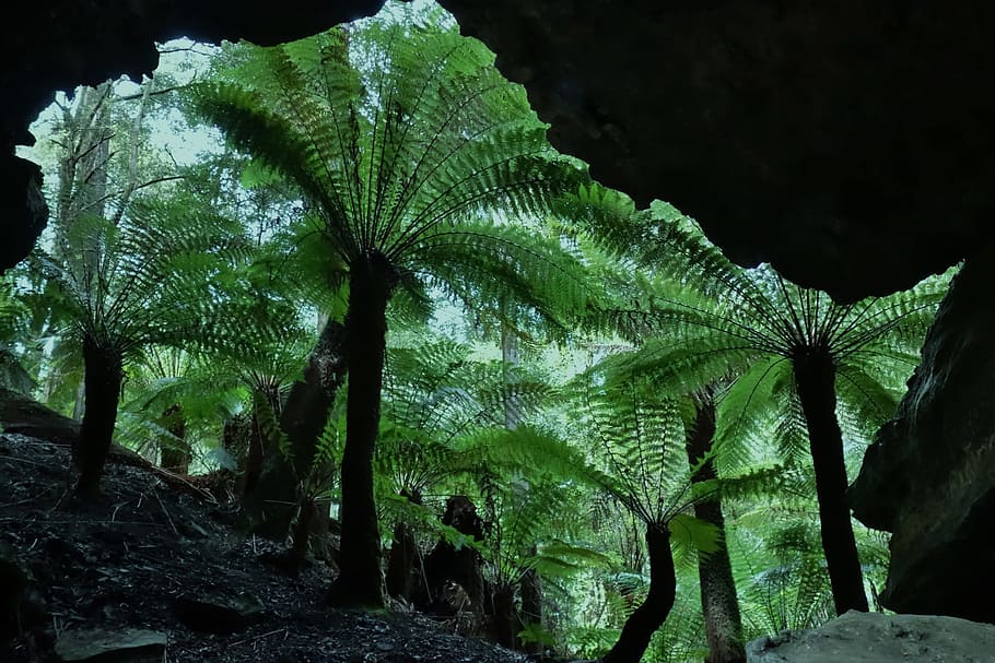 tree ferns, viewed, cave entrance, tree, fern, forest, nature, frond, fronds, environment