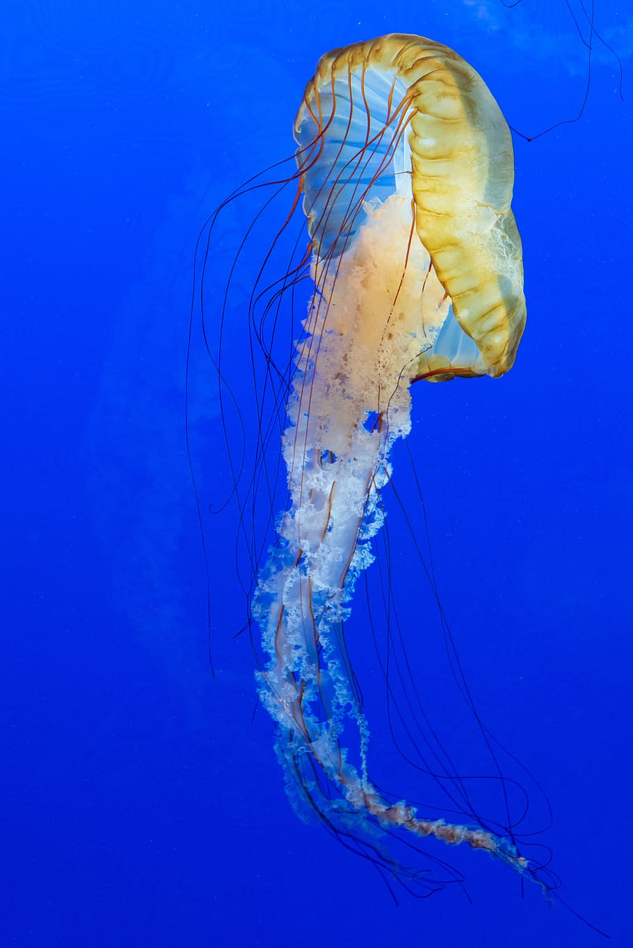 azul, medusa, animal, criatura, oscuro, profundo, pescado, flotador, resplandor, brillante
