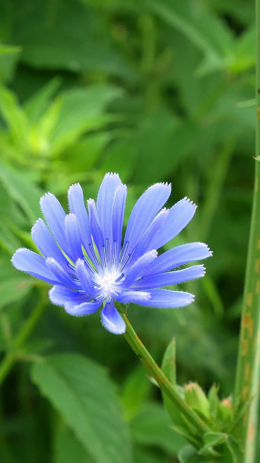 flower, chicory plant, plant., roots, uses, mix, coffee, stretch, short, supple