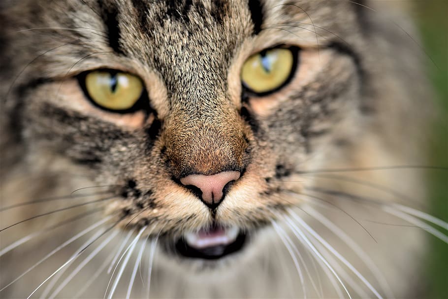 cat, neighbor's cat, wildcat, mieze, mackerel, cat face, portrait, cat's eyes, close up, one animal