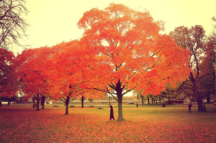 em pé, cores, natureza, árvores, outono, árvore, mudança, cor laranja, planta, beleza da natureza