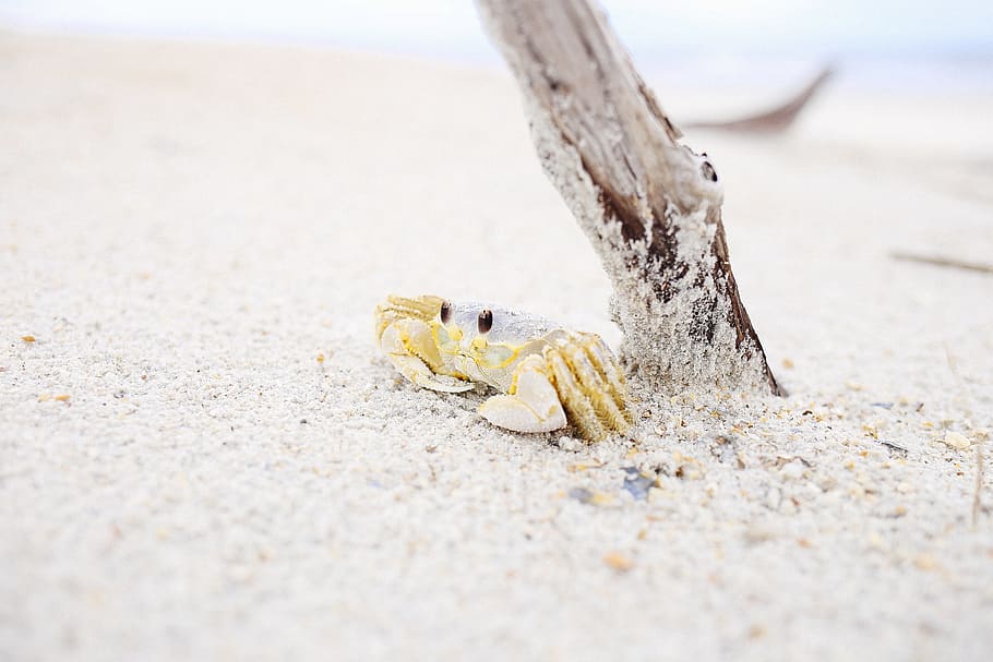animals, crustaceans, crabs, shells, adorable, cute, sand, branch, yellow, white